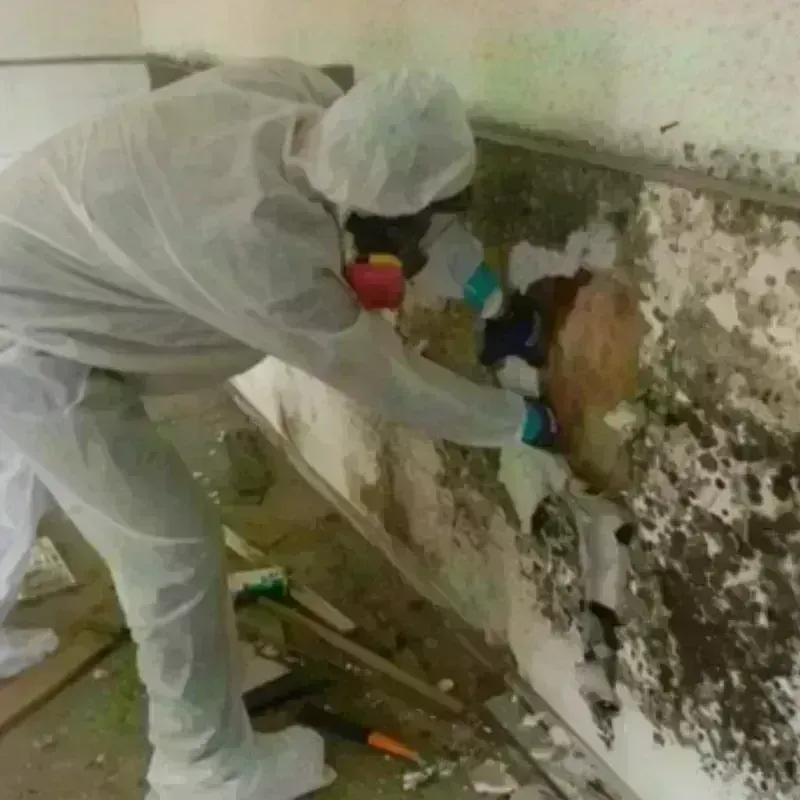 Best Mold Remediation and Removal Service in Campbell County, WY